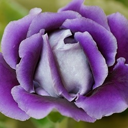 Gloxinia