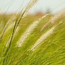 Grass