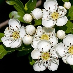 Hawthorn