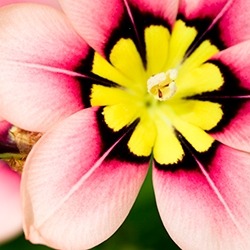 Harlequin Flower