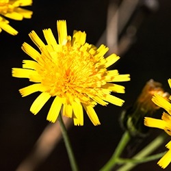 Hawkweed