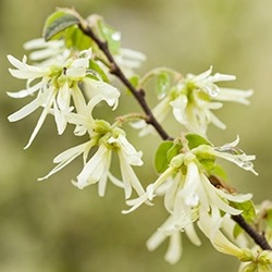 Hazel Flower