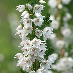 Heather Flower (white)