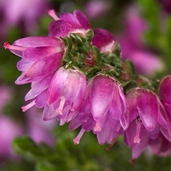 Heather Flower (Lavender)