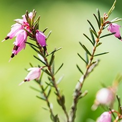 Heather Flower (Pink)