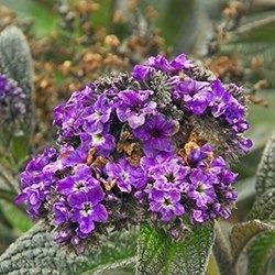 Heliotrope