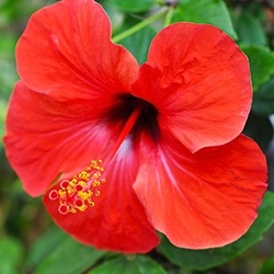 Hibiscus