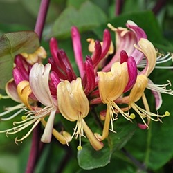 Honeysuckle