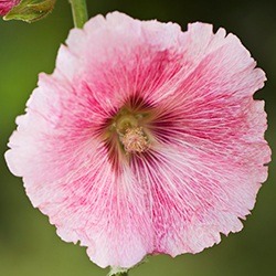 Hollyhock