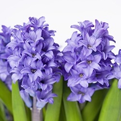 Hyacinth (Blue)