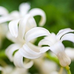 Hyacinth (White)