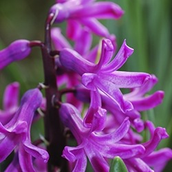 Hyacinth (Purple)