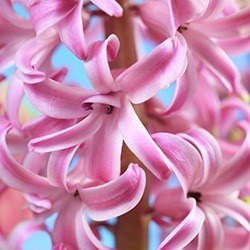 Hyacinth (Pink, Red)