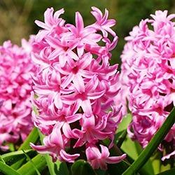 Hyacinth (General)