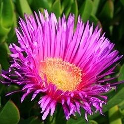 Iceplant