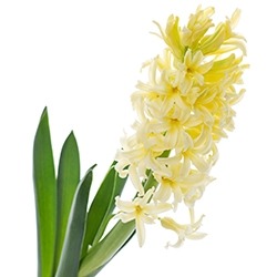 Hyacinth (Yellow)