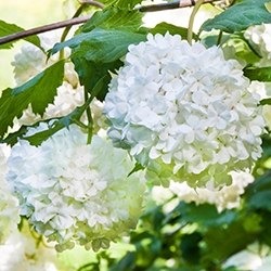 Hydrangea (Snowball Flower)