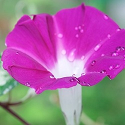 Ipomoea