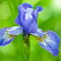 Iris