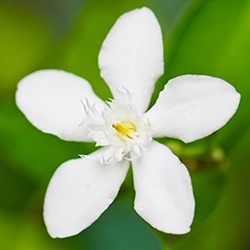 Jasmine (White)