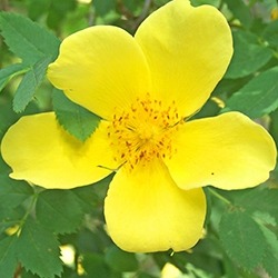 Jasmine (Yellow)