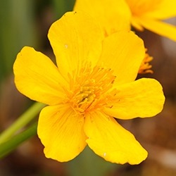 Kingcup (Marsh Marigold)