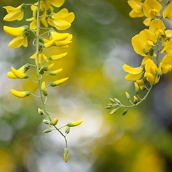 Laburnum