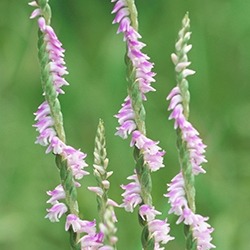 Lady's Tresses