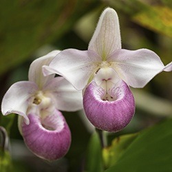 Lady's Slipper