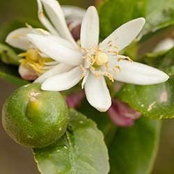 Lemon Blossom