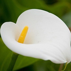 Lily (Calla)