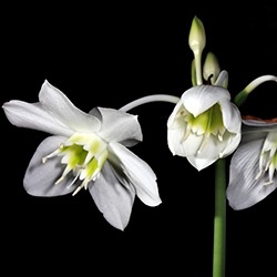 Lily (Eucharis)