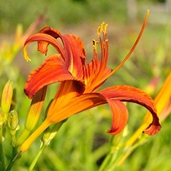 Lily (Orange)