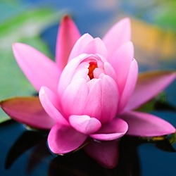 Lily (Water) or Lotus