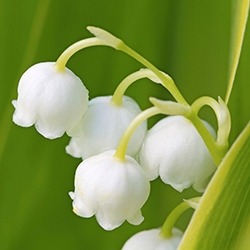 Lily Of The Valley