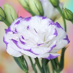 Lisianthus