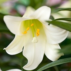 Lily (White)