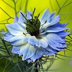 Love In The Mist (Nigella)