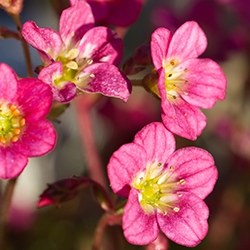 London Pride (Saxifraga)