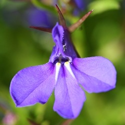 Lobelia