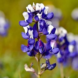 Lupine (Lupin)