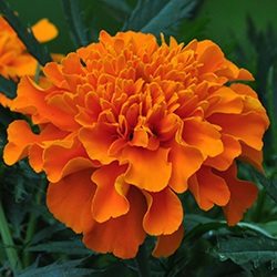 Marigold