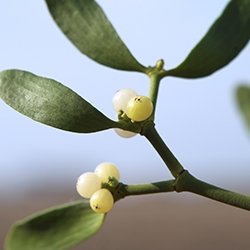 Mistletoe