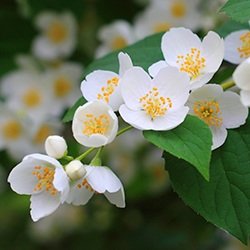 Mock Orange