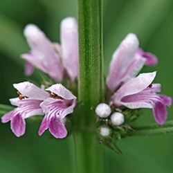 Motherwort