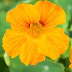 Nasturtium