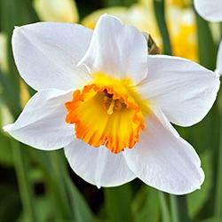 Narcissus