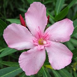 Oleander