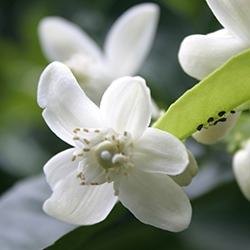 Orange Blossom