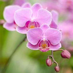 Orchid